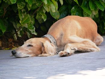 View of a dog sleeping