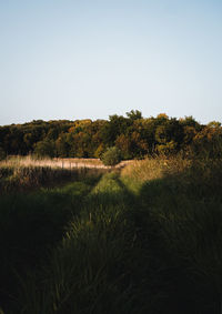 Scenic view of field against clear sky