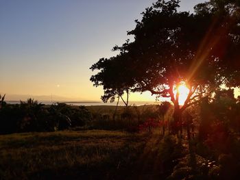 Silhouette trees on field against sky at sunset