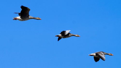 Low angle view of seagulls flying against clear blue sky