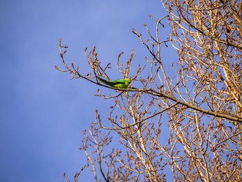 Low angle view of tree against sky