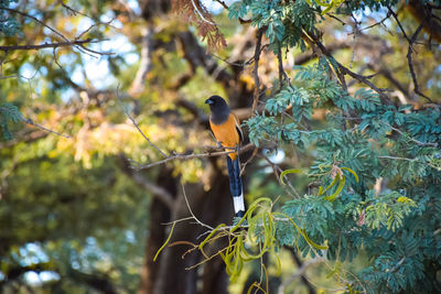 Bird perching on a tree