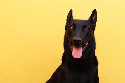 Portrait of black dog against yellow wall