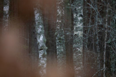 A beautiful late autumn forest scenery. fall landscape of northern europe woodlands.