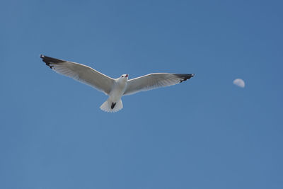 Low angle view of seagull flying in sky