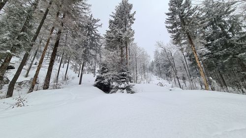 Snow covered land and trees in forest against sky