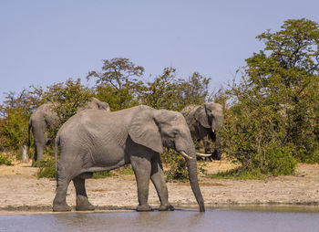 Elephants drinking water