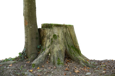 View of tree trunk against clear sky