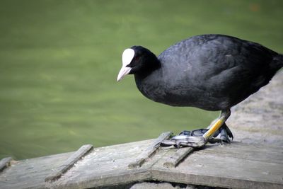 Close-up of bird perching on wood at lakeshore