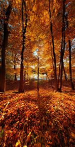 Trees in forest during autumn