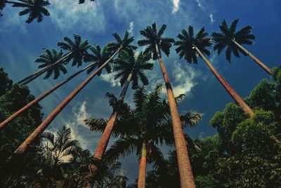 Low angle view of palm trees against sky