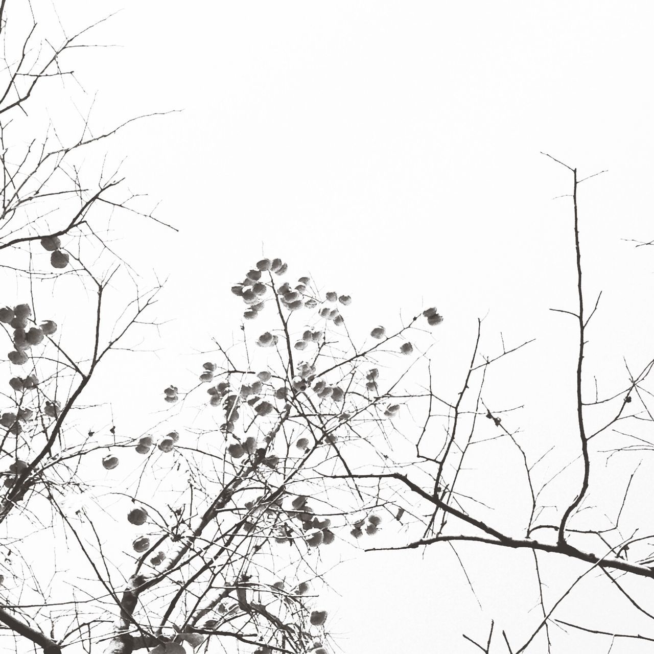 clear sky, low angle view, branch, copy space, tree, nature, growth, bare tree, twig, beauty in nature, tranquility, outdoors, day, no people, silhouette, sky, high section, stem, plant, power line