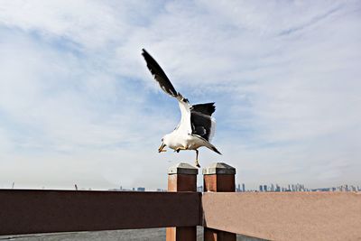 Low angle view of seagull flying