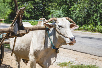 View of a cow