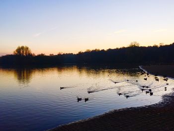 Swans swimming in lake against sky during sunset