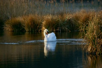 Side view of a swan swimming in lake