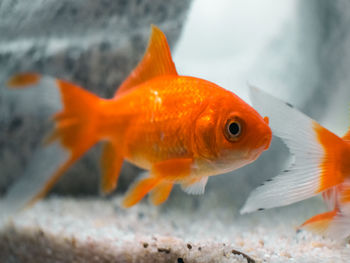 Close-up of fish swimming in sea