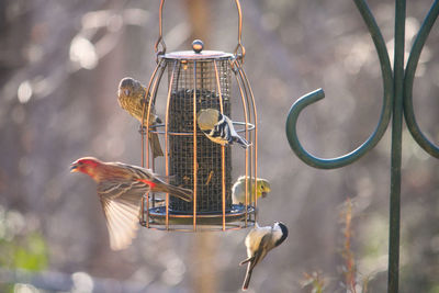 Close-up of bird feeder