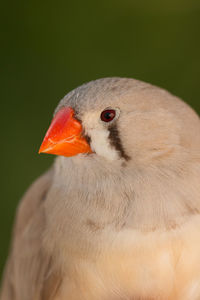 Close-up of a bird