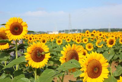 Sunflowers blooming on field against sky