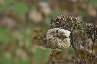 Close-up of wilted flower