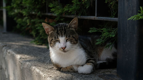 A striped cat lies on an old-style stone staircase along with a stone background. 