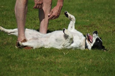 Dog on field