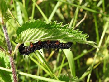 Close-up of insect on plant