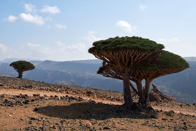 Socotra strange trees. dragon blood tree