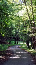 Road in forest