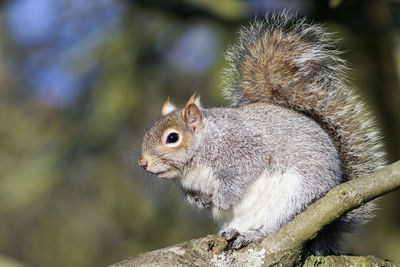 Close-up of squirrel on tree