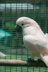 Close-up of parrot