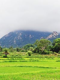 Scenic view of agricultural field against sky