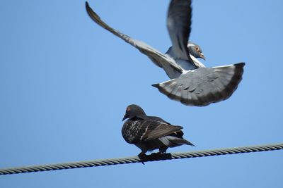 Low angle view of birds flying against clear blue sky