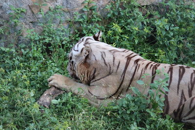 View of a cat resting on land