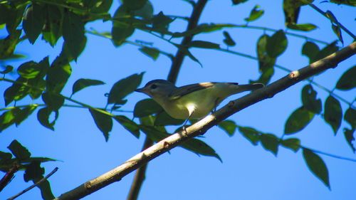 Low angle view of bird perching on branch