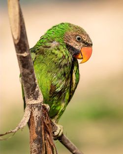 Close-up of a bird perching on branch