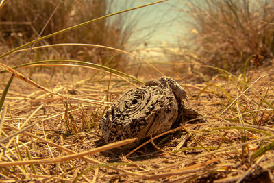 Close-up of lizard on grass