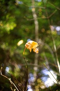 Close-up of yellow flower