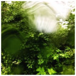 Close-up of fresh green plants in forest