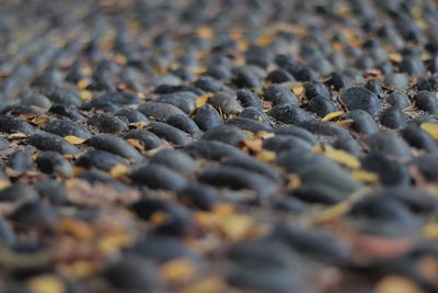 Full frame shot of river rocks and stones used as a walkway