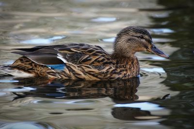 Close-up of duck swimming in lake