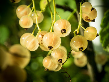 Close-up of plants hanging outdoors