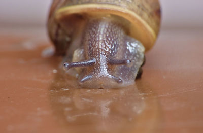 Close-up of snail on table