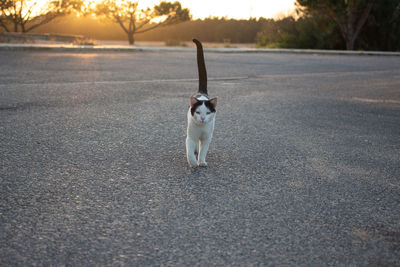 Dog standing on road