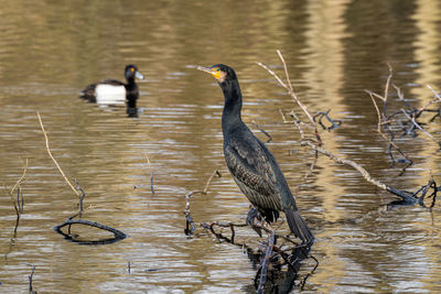 Duck drinking water