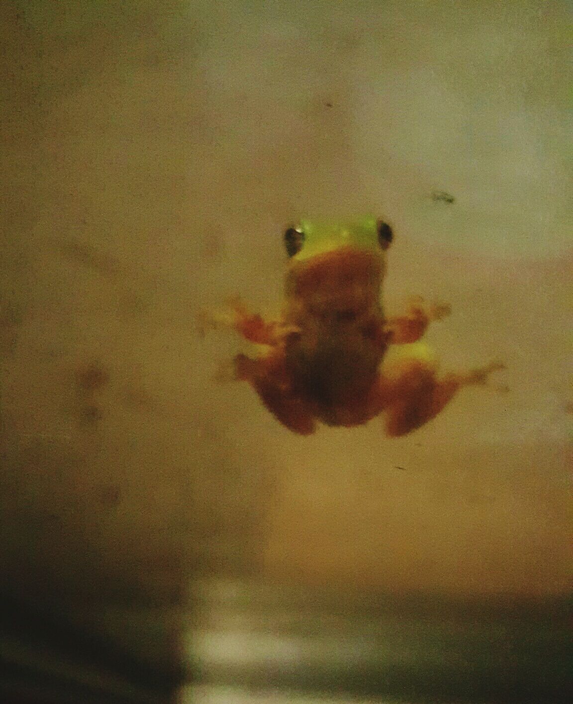 Mrrainfroggie