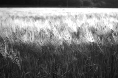 Close-up of wheat field