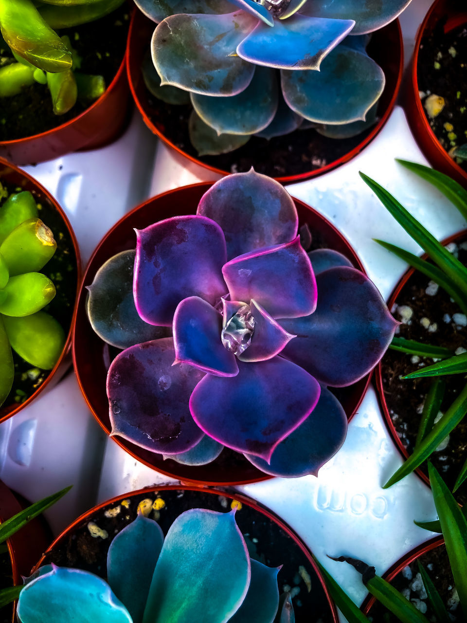 flower, plant, high angle view, no people, green, nature, beauty in nature, close-up, leaf, growth, multi colored, flowering plant, petal, day, freshness, purple, outdoors, blue, plant part, succulent plant