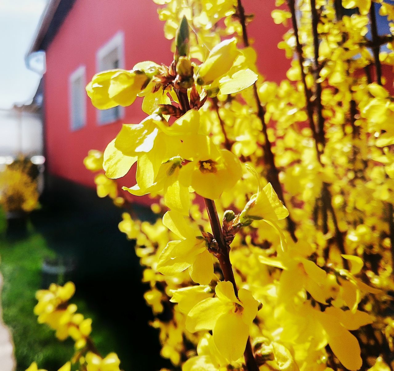 flower, yellow, fragility, growth, close-up, leaf, freshness, nature, focus on foreground, plant, petal, beauty in nature, selective focus, day, season, outdoors, no people, stem, botany, blooming, in bloom, twig, growing